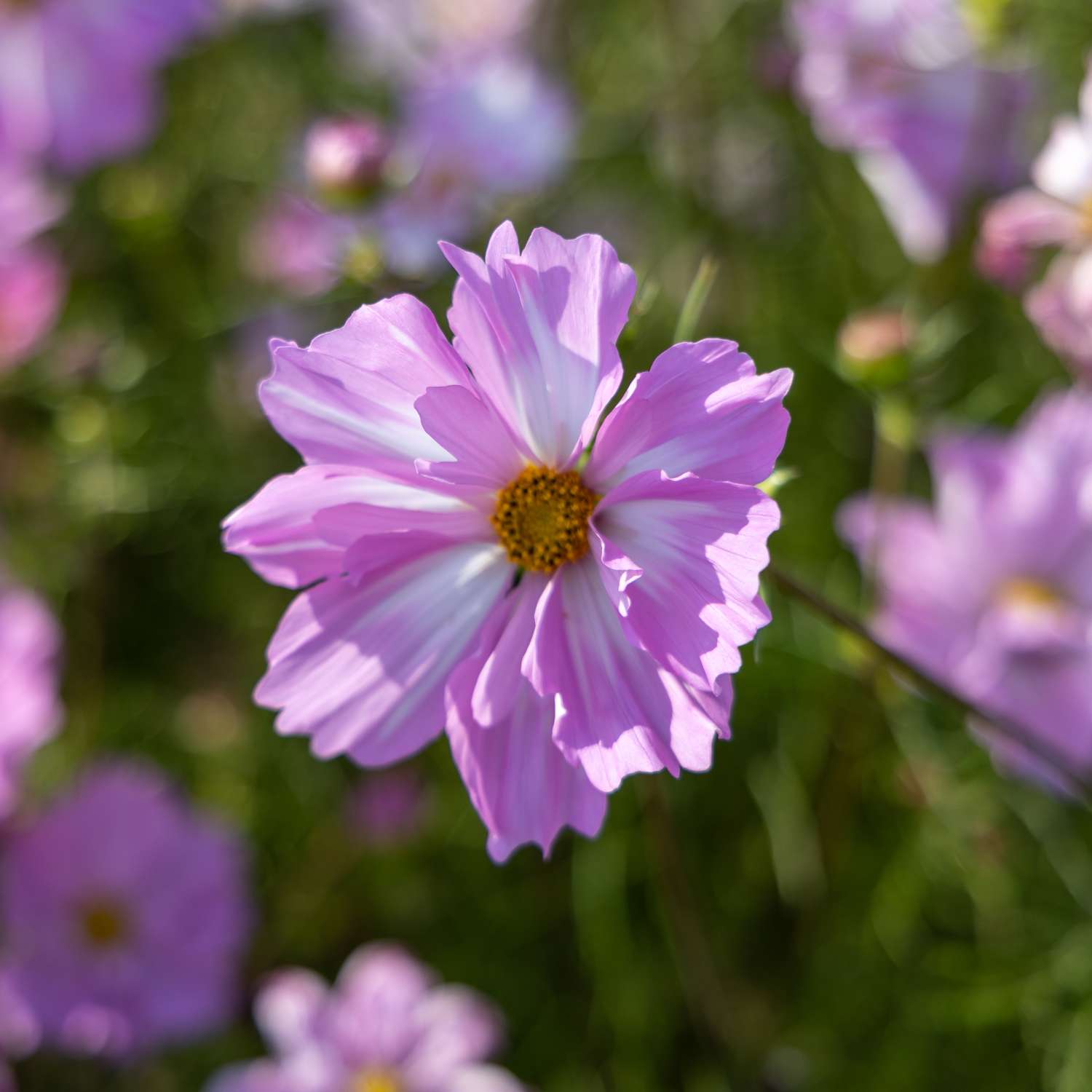 Cosmos 'Rosetta' (graines)